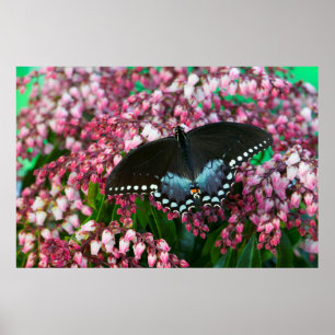 Póster Una mariposa de azufre En la familia Phoebis