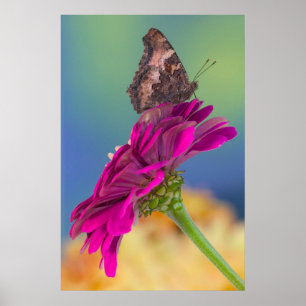 Póster Una mariposa de cola baja   Papilio Multicaudatus