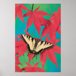 Póster Una mariposa de cola cruda de tigre canadiense