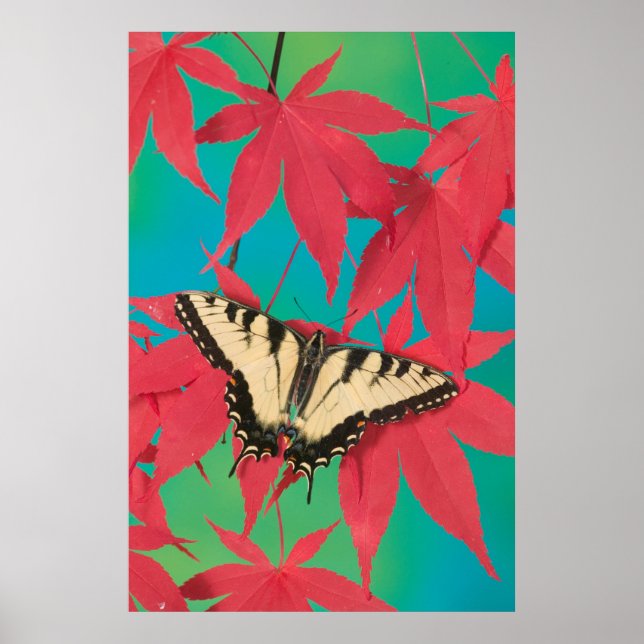 Póster Una mariposa de cola cruda de tigre canadiense (Frente)