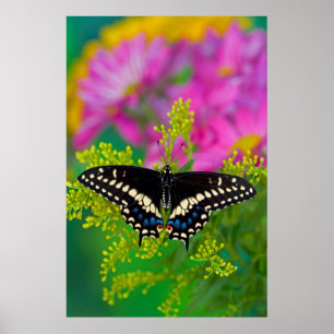 Póster Una Mariposa Macho Posa