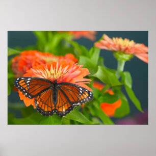 Póster Una Mariposa Monarca en Zinnias Naranjas
