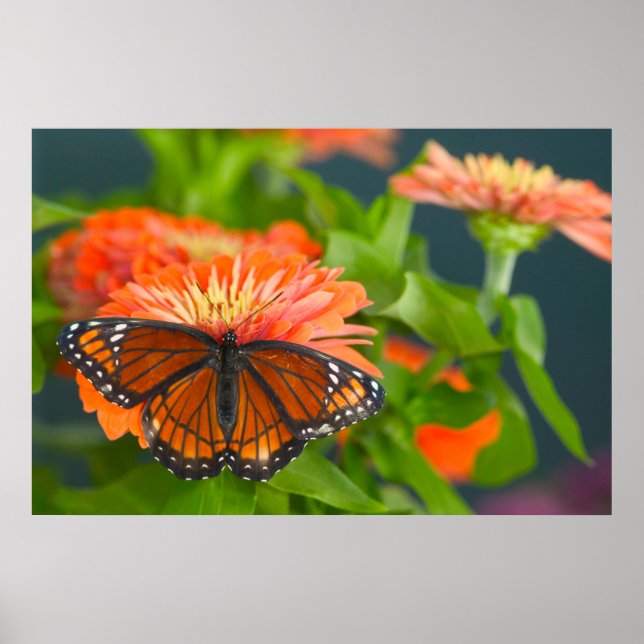 Póster Una Mariposa Monarca en Zinnias Naranjas (Frente)