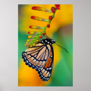 Póster Una mariposa viceroy en las flores