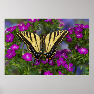 Póster Una mariposa vicerrey sobre flores rosa oscuro