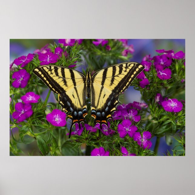 Póster Una mariposa vicerrey sobre flores rosa oscuro (Frente)