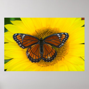 Póster Una mariposa virrey   Limenitis Archippus