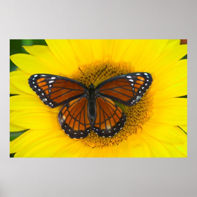 Póster Una mariposa virrey | Limenitis Archippus (Frente)