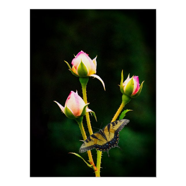 Póster Una mariposa y rosas (Anverso)
