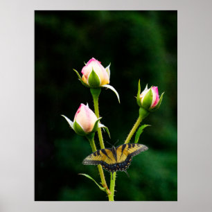 Póster Una mariposa y rosas
