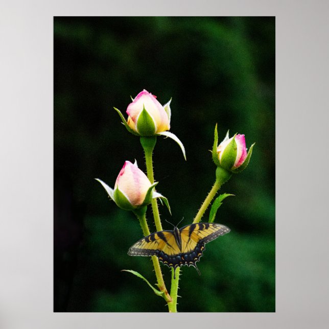 Póster Una mariposa y rosas (Frente)