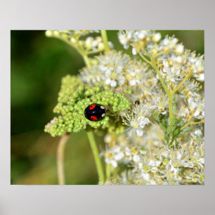 Póster Una mariquita negra con manchas rojas