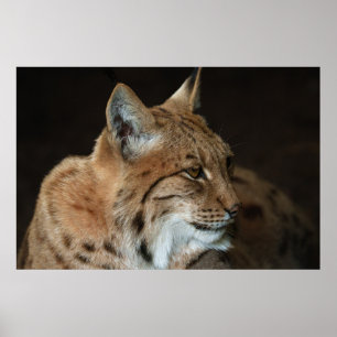 Póster Una mirada intensa: el cierre de un Lynx