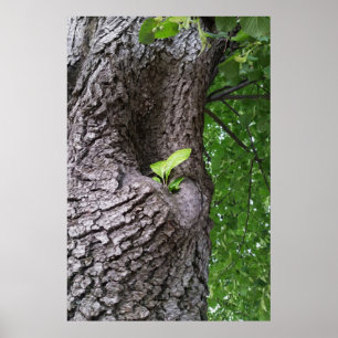 Póster Una nueva ramera