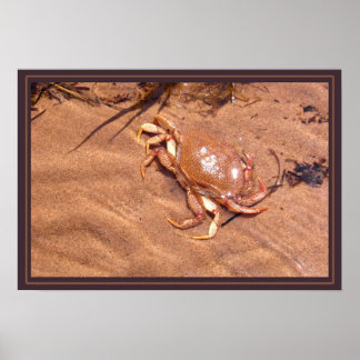 Póster Una orilla crujiente