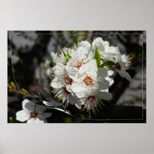 Póster Una página de primavera blanca