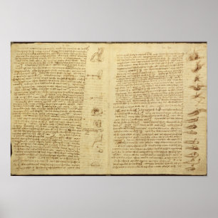 Póster Una página del Codex Leicester, 1508-12