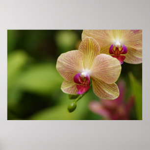 Póster Una pareja agradable