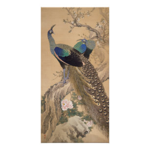 Póster Una pareja de pavos reales en primavera por Imao K