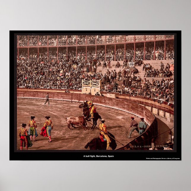 Póster Una pelea de toros, Barcelona, España (Frente)