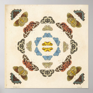 Póster Una pintura rara de mariposas y de polillas