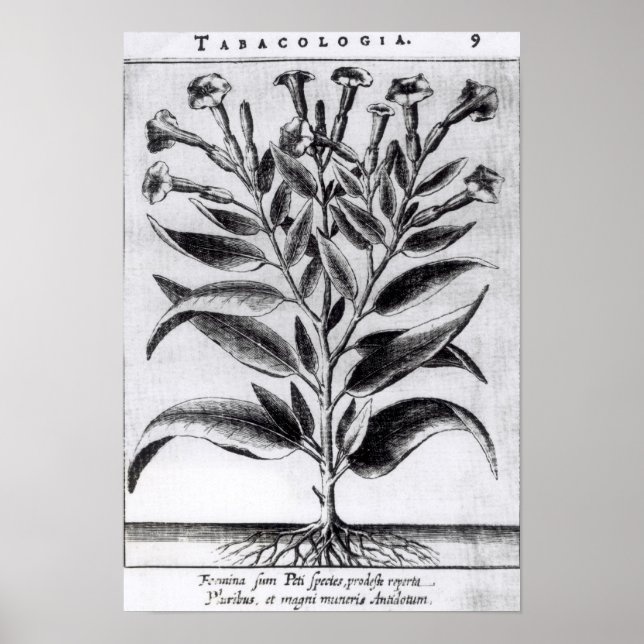 Póster Una planta de tabaco, 1622 (Frente)