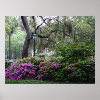 Póster Una plaza de Savannah en flor