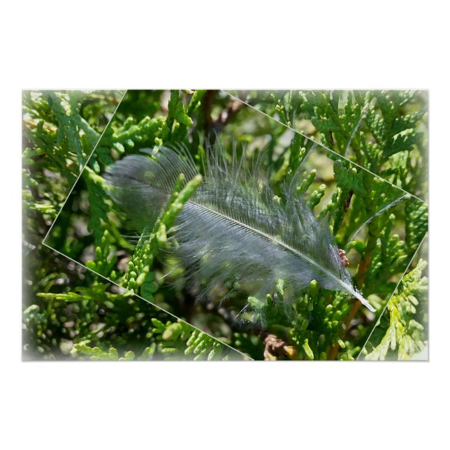 Póster Una pluma extraviada (Anverso)
