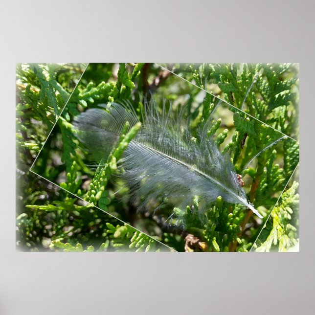 Póster Una pluma perdida (Frente)