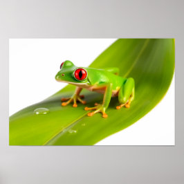 Póster Una rana de ojos rojos