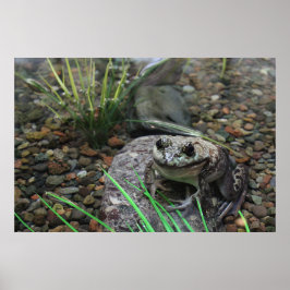 Póster Una rana feliz