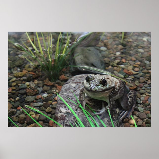 Póster Una rana feliz (Frente)