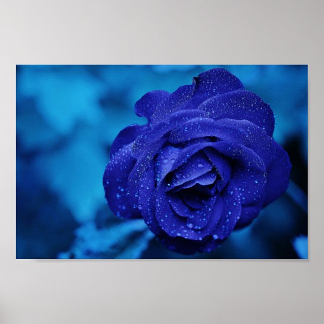 Póster Una rosa en bruma azul (Frente)
