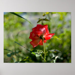 Póster Una rosa roja
