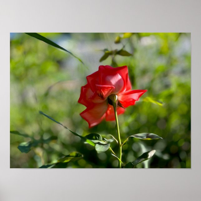 Póster Una rosa roja (Frente)