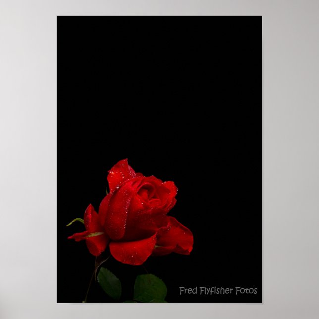 Póster Una rosa roja (Frente)