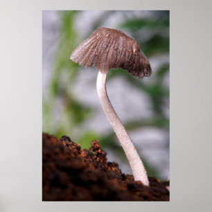 Póster Una seta