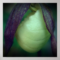 Una sola dama blanca resbaladora Orquídea se acerc