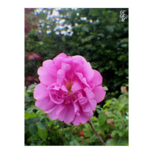 Póster Una Sola Flor Rosa