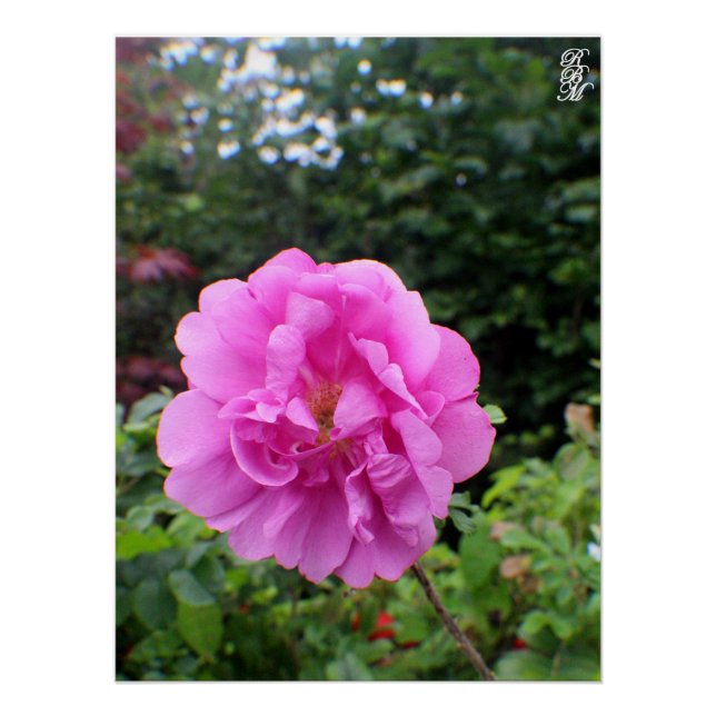 Póster Una Sola Flor Rosa (Anverso)