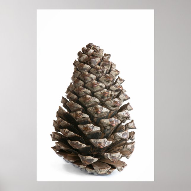 Póster Una sola pinecona (Frente)