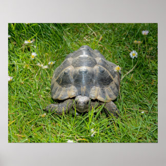 Póster Una tortuga en la hierba