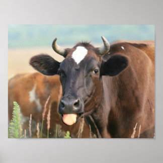 Póster Una vaca marrón diciendo que la lengua es graciosa