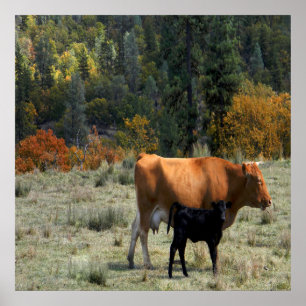 Póster Una vaca y su ternera.....