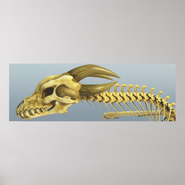 Póster Una Vez un dragón (Frente)