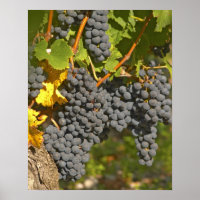 Una vid con racimos de uva Merlot madura - Chateau
