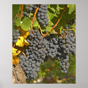 Póster Una vid con racimos de uvas Merlot maduras - Chate