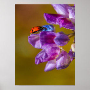 Póster Una vida de insectos.