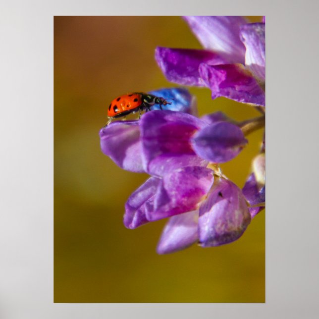 Póster Una vida de insectos. (Frente)