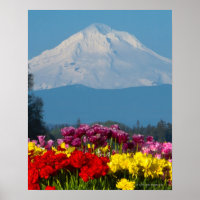 una vista comprimida de Mt Hood, Oregon y tulip
